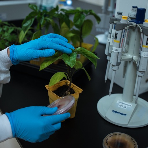 Biopterre (Biopterre)